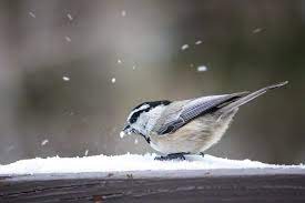 Helping the Birds in Winter
