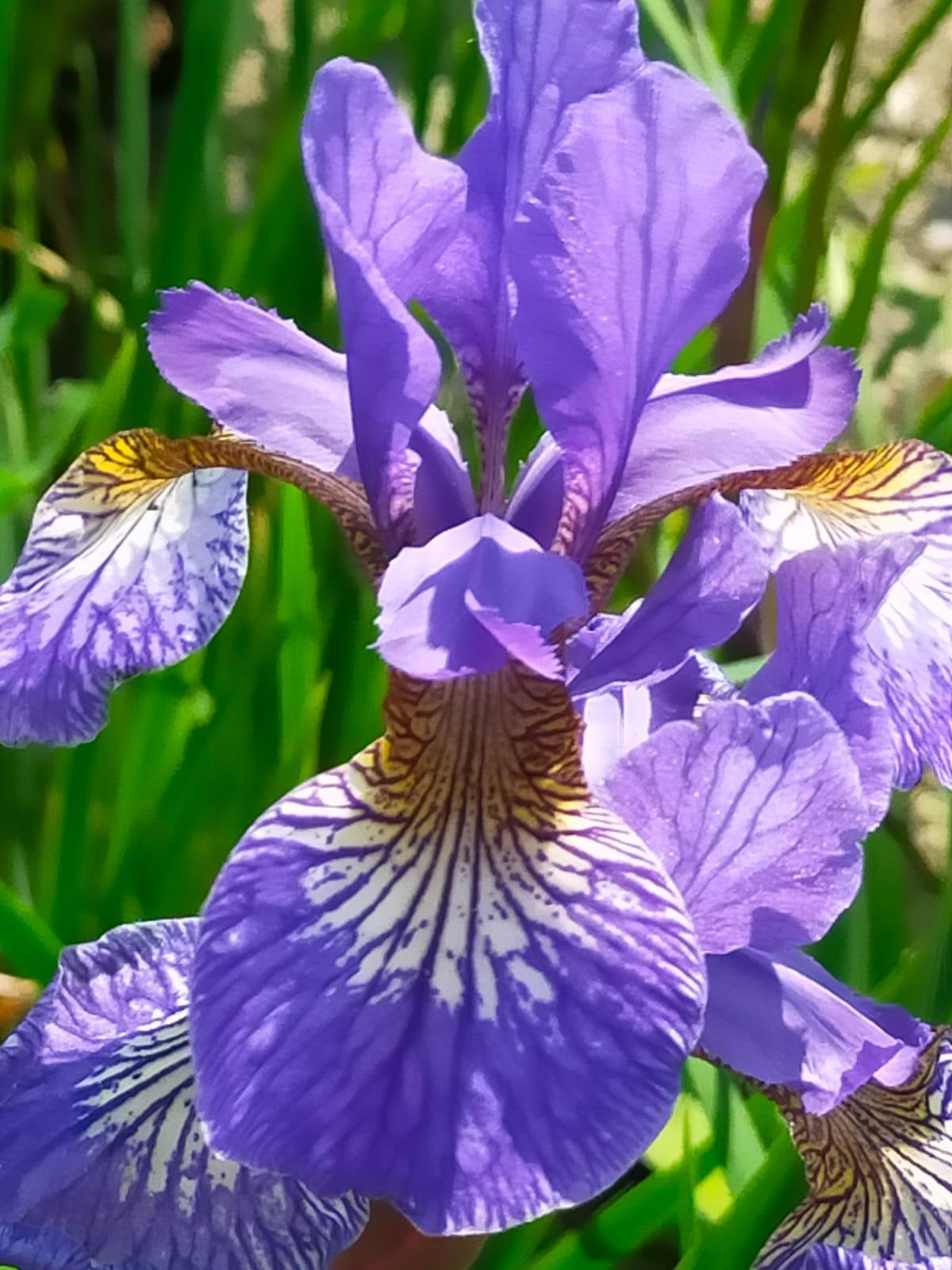 Irresistable Irises….