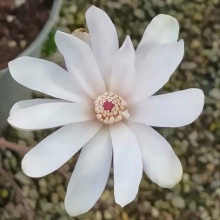 Introducing Magnolia Stellarta…..